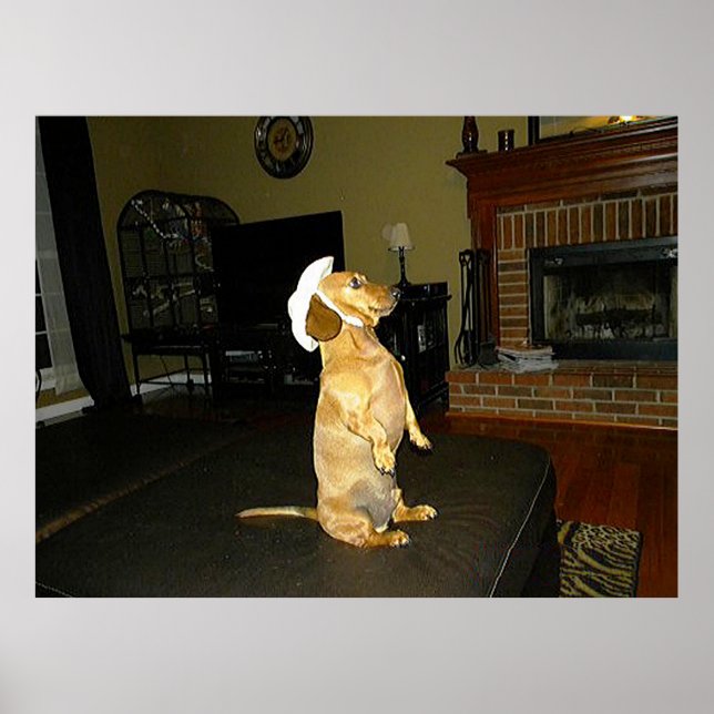 Póster de Dachshund Sitting Pretty (Frente)