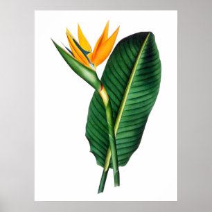Poster de decoración de arte con flores de pájaro