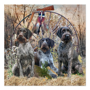 Poster de Deutsch Drahthaar