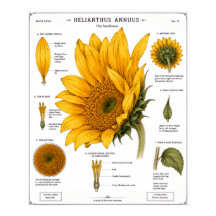 Póster de diagrama de anatomía floral | Floral vin