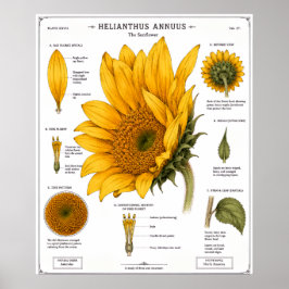 Póster de diagrama de anatomía floral | Floral vin
