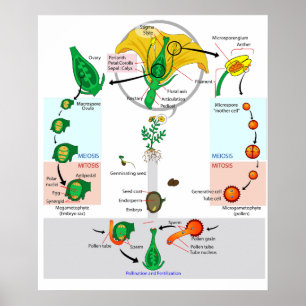 Póster de diagrama del ciclo de vida de la planta