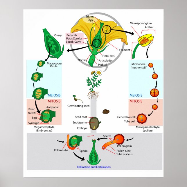 Póster de diagrama del ciclo de vida de la planta  (Frente)