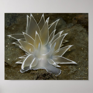 Póster de Dirona albolineata (Alabaster Nudibranch