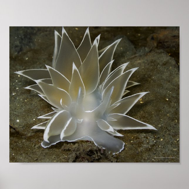 Póster de Dirona albolineata (Alabaster Nudibranch (Frente)