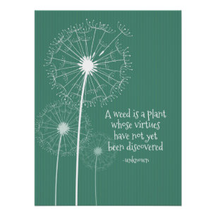 Poster de diseño de Dandelion