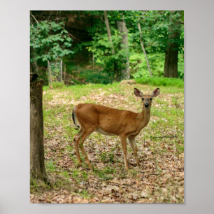 Póster de Doe en los Bosques