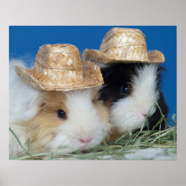 Póster de Dos Cuyes Adorables