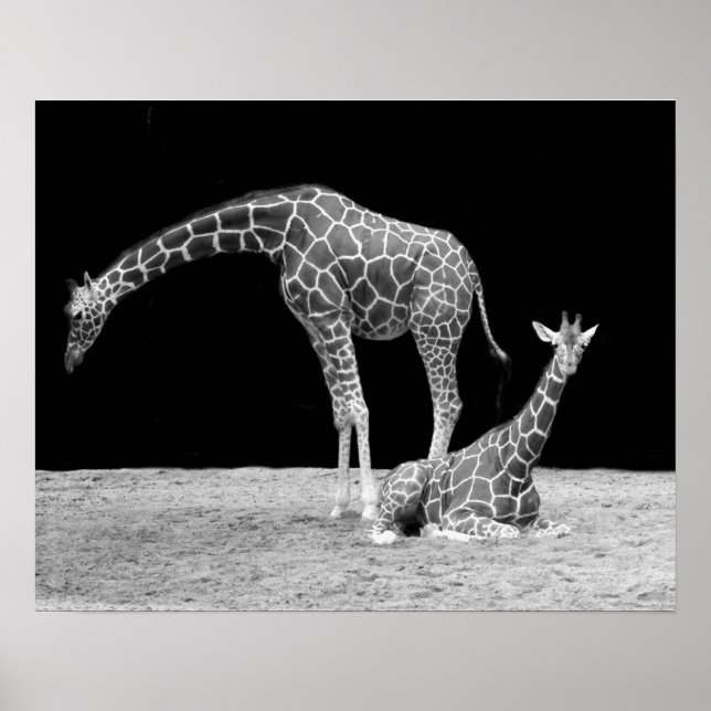 Póster de dos jirafas en blanco y negro (Frente)