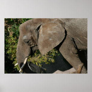 Póster de elefante