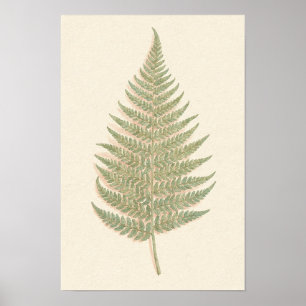 Póster de estudio botánico de helecho de Bracken