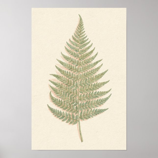 Póster de estudio botánico de helecho de Bracken (Frente)
