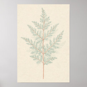 Póster de estudio botánico de helecho de espárrago