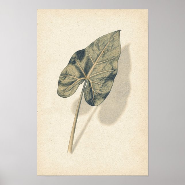 Póster de estudio botánico de hoja de Caladium (Frente)