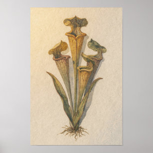 Póster de estudio botánico de la planta jarra