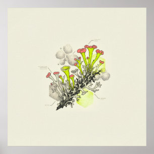 Póster de estudio botánico de liquen de copa con p