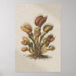 Póster de estudio botánico de Venus atrapamoscas