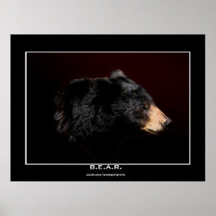 Poster de estudio de arte para oso negro joven
