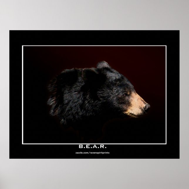Poster de estudio de arte para oso negro joven (Frente)