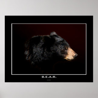 Poster de estudio de arte para oso negro joven