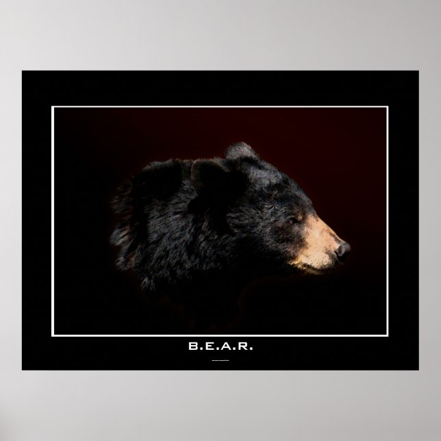 Poster de estudio de arte para oso negro joven (Frente)