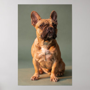 Póster de estudio de Bulldog Francés cervato Sage