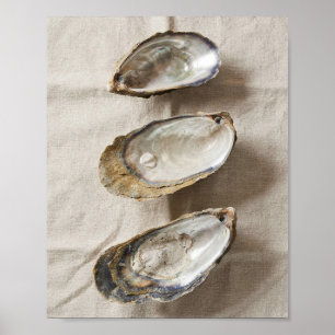 Póster de estudio de la costa de concha de ostra