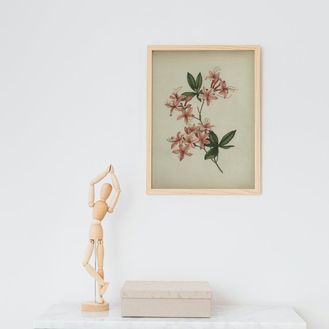 Póster de estudio de Rhododendron (Subido por el creador)