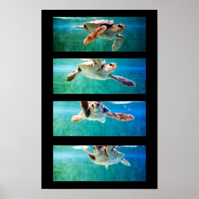 Póster de estudio de tortuga marina cabezona (Frente)