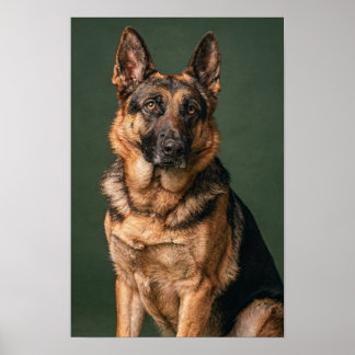 Póster de estudio del pastor alemán en verde pino