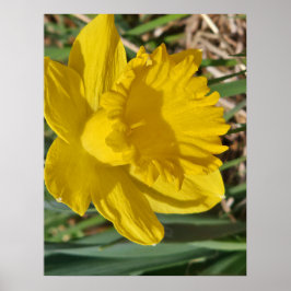 Póster de flor amarilla
