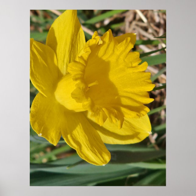 Póster de flor amarilla (Frente)