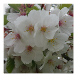 Poster de flor blanca