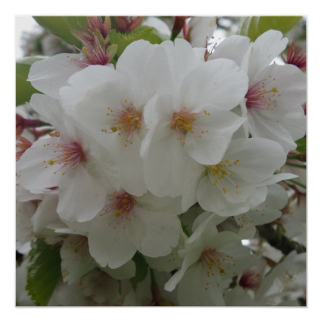 Poster de flor blanca (Anverso)