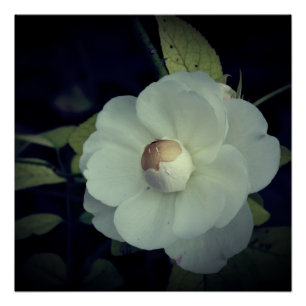 Póster de Flor Blanca en Flor