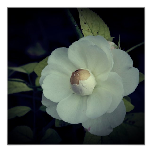 Póster de Flor Blanca en Flor (Anverso)