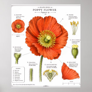 Póster de Flor Botánica Arte Floral Vintage