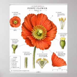Póster de Flor Botánica | Arte Floral Vintage