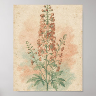 Póster de Flor Botánica Delphinium Coral