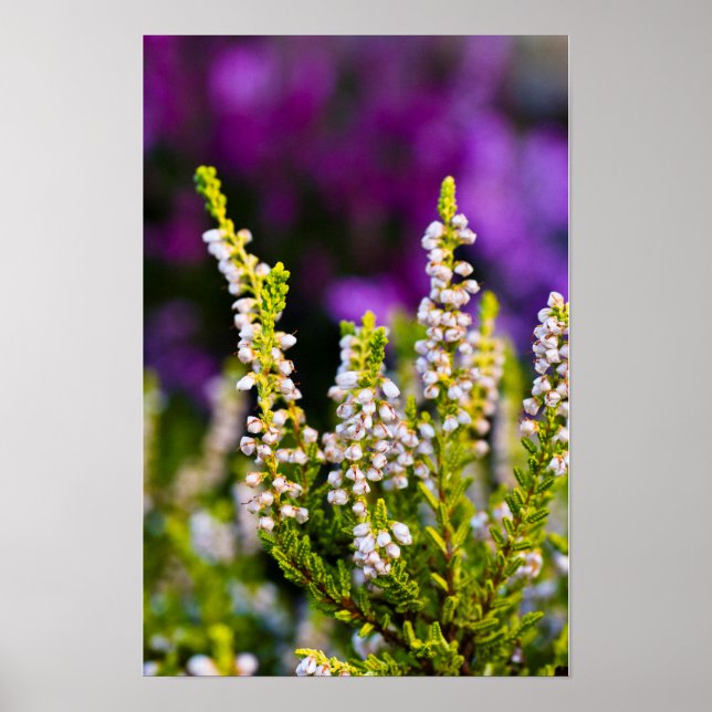 Póster de flor de brezo blanco (Frente)