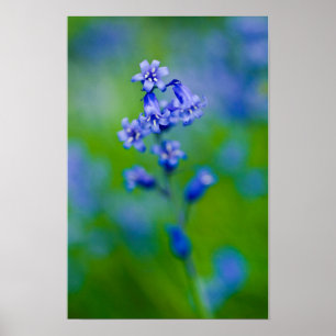 Póster de flor de campanilla azul