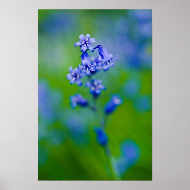 Póster de flor de campanilla azul (Frente)