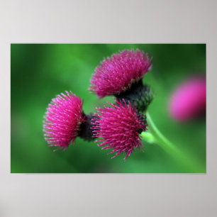 Póster de flor de cardo