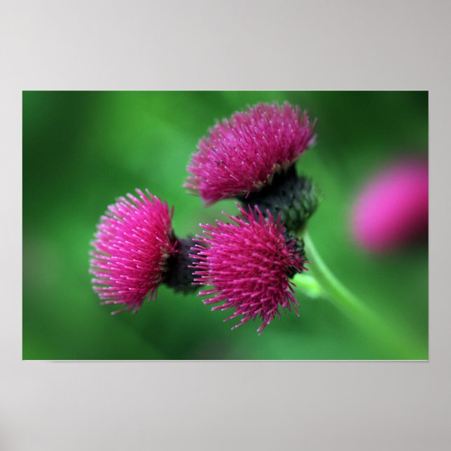 Póster de flor de cardo (Frente)