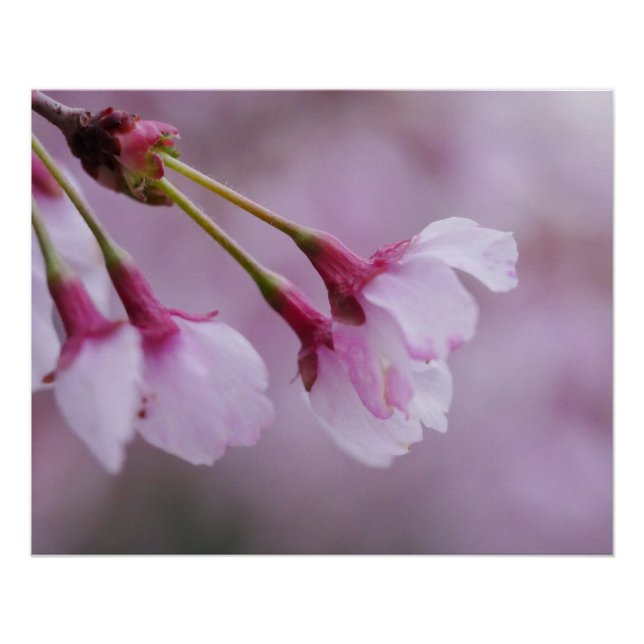 Póster de Flor de Cerezo (Anverso)