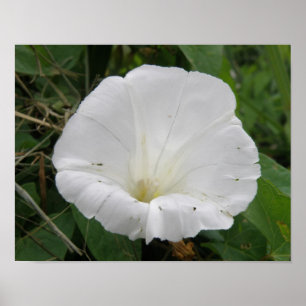 Póster de Flor de Convolvulus Blanca Bonita
