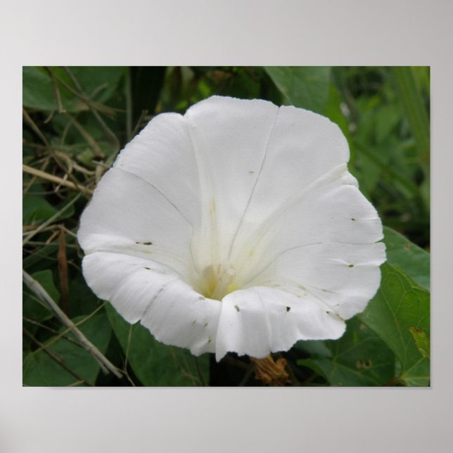 Póster de Flor de Convolvulus Blanca Bonita (Frente)