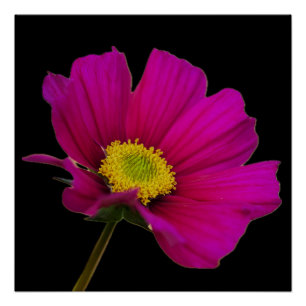 Póster de Flor de Cosmos
