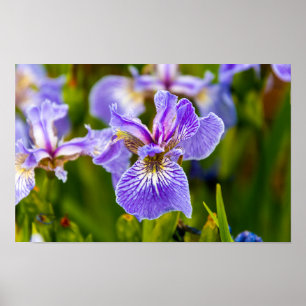 Póster de Flor de Iris