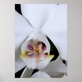 Póster de flor de orquídea blanca